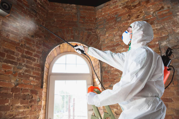 Best Basement Mold Removal  in Eastwood, MI